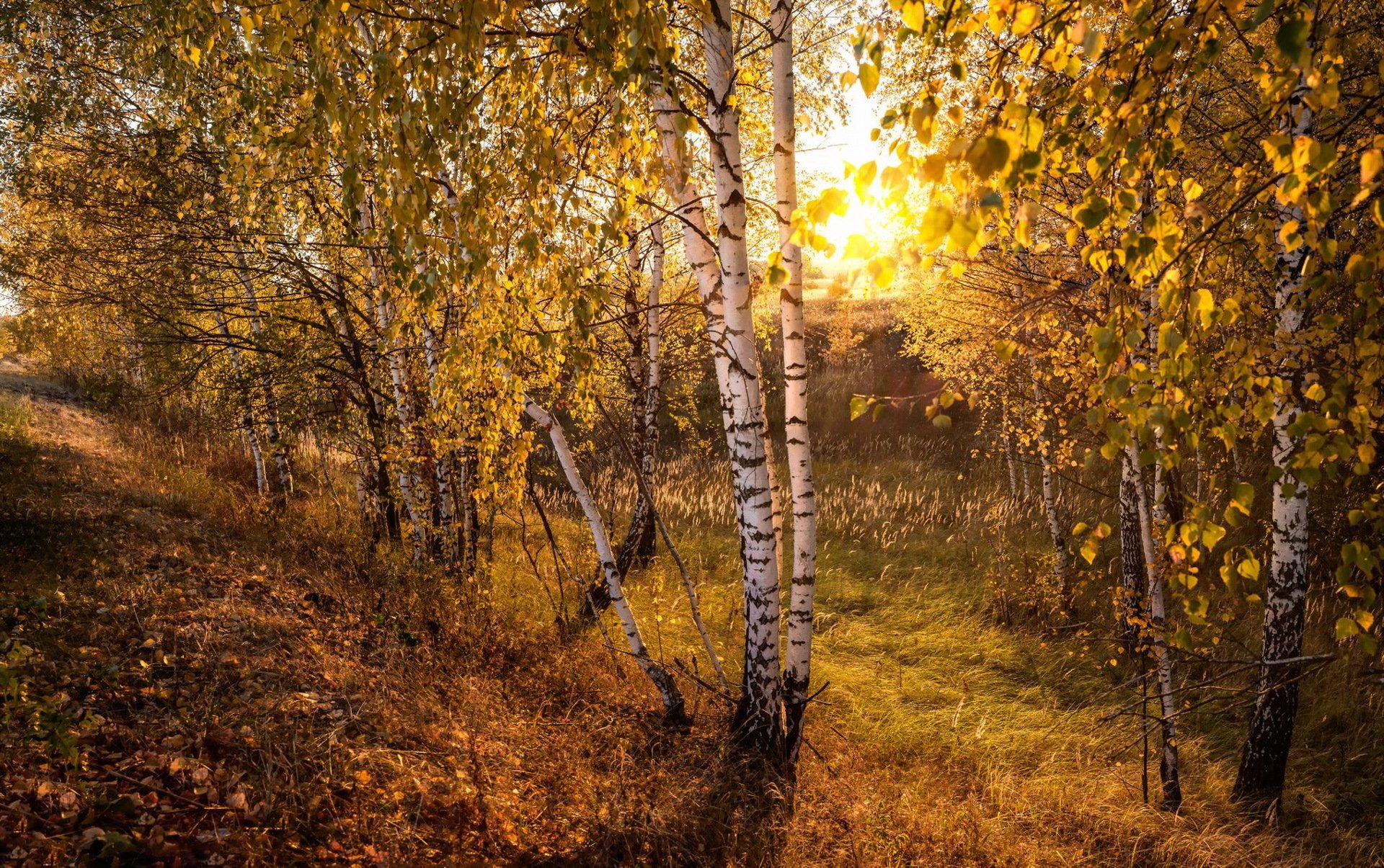 otoño naturaleza