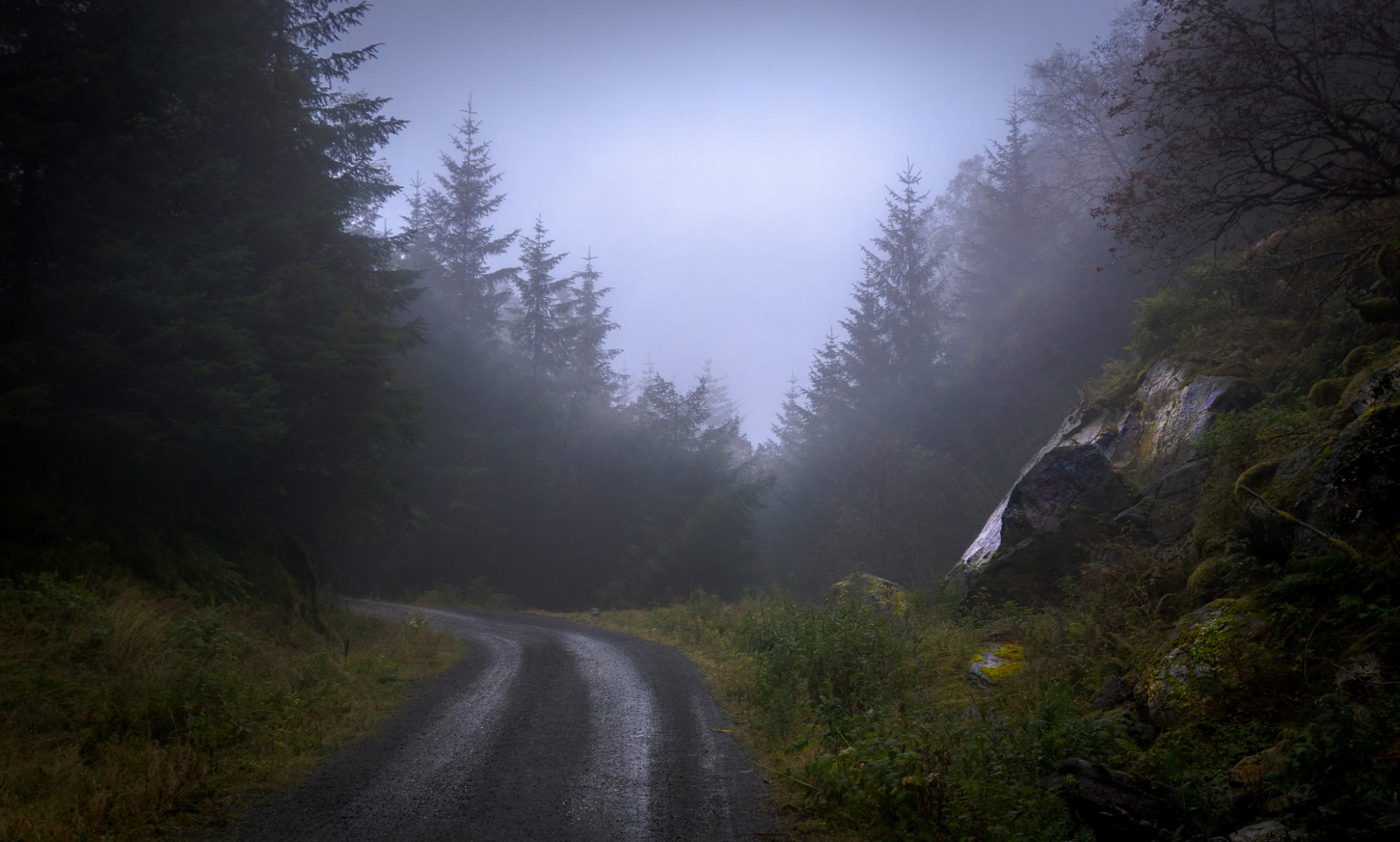 wald bäume straße nebel steine natur