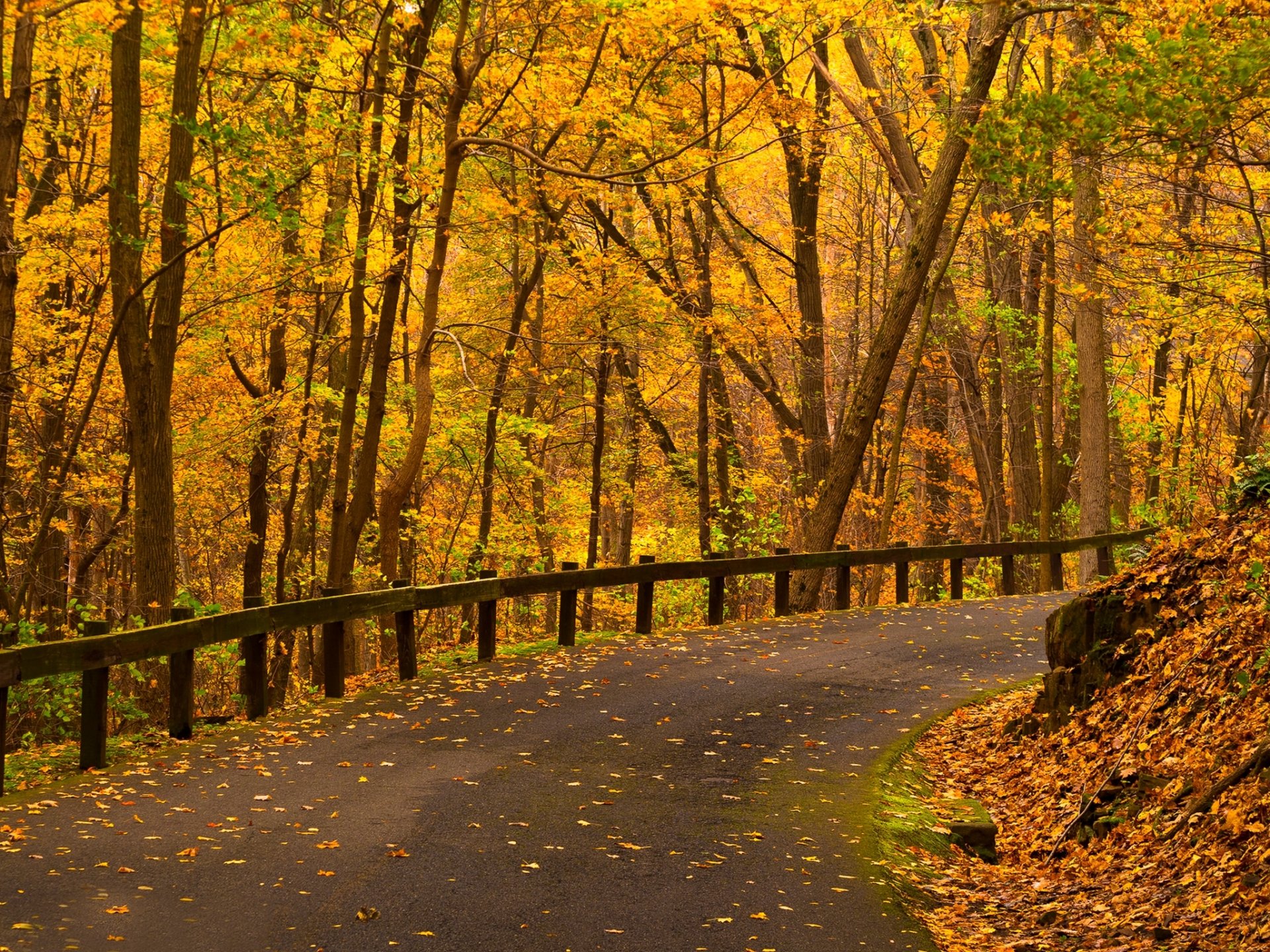 nature forêt parc arbres feuilles coloré route automne automne couleurs promenade