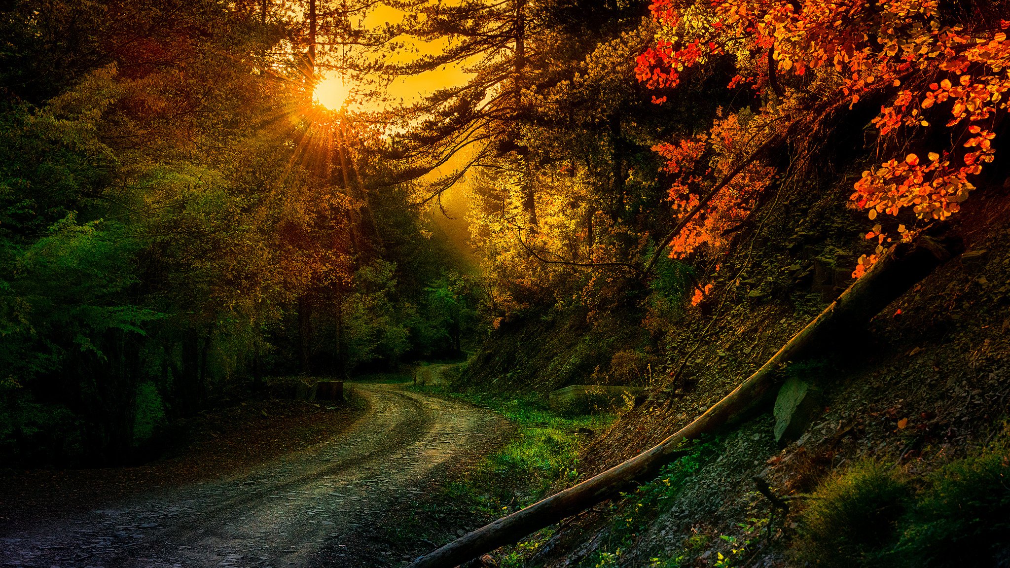 natur straße drehen bäume strahlen