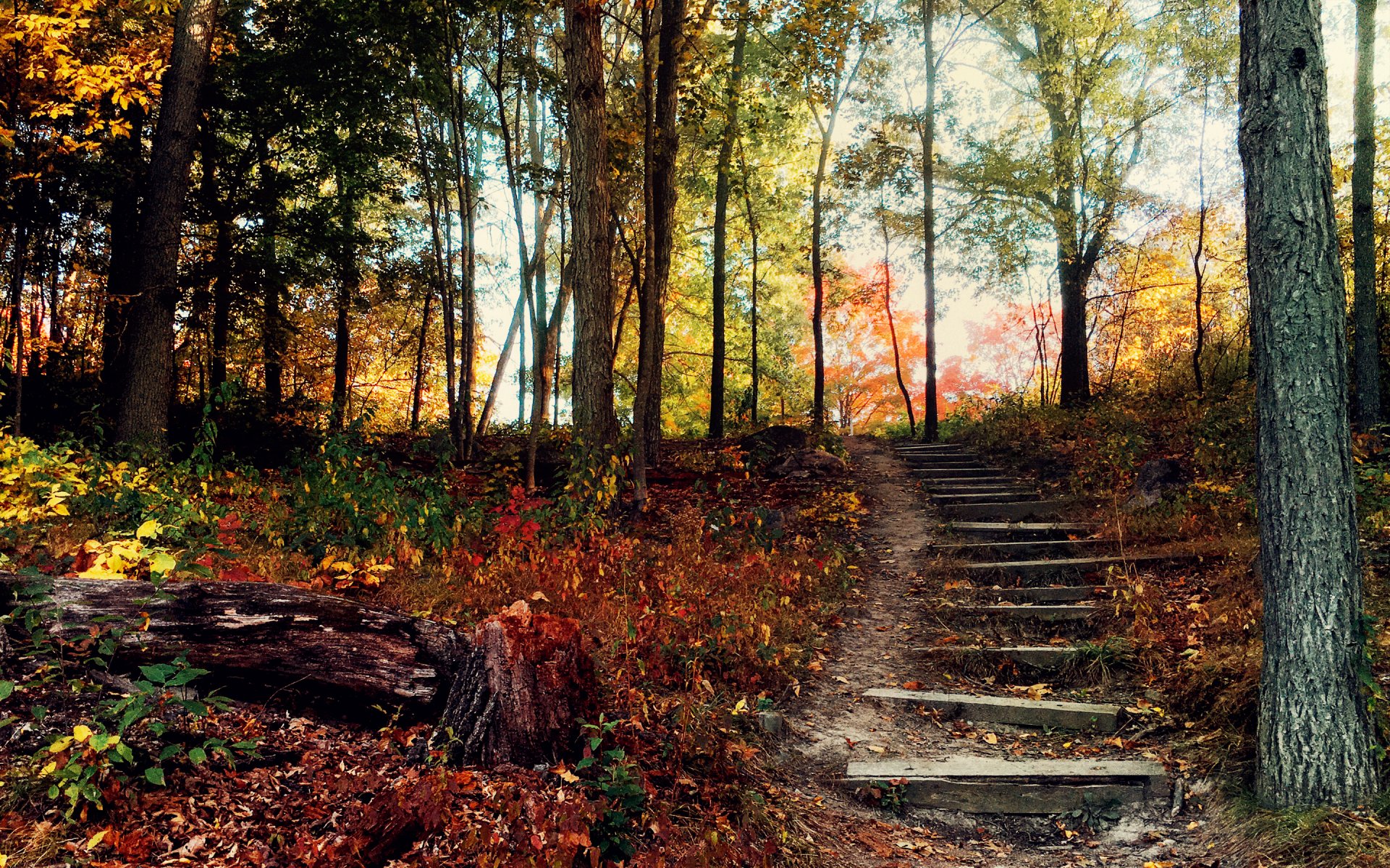 autumn forest hill a step stair