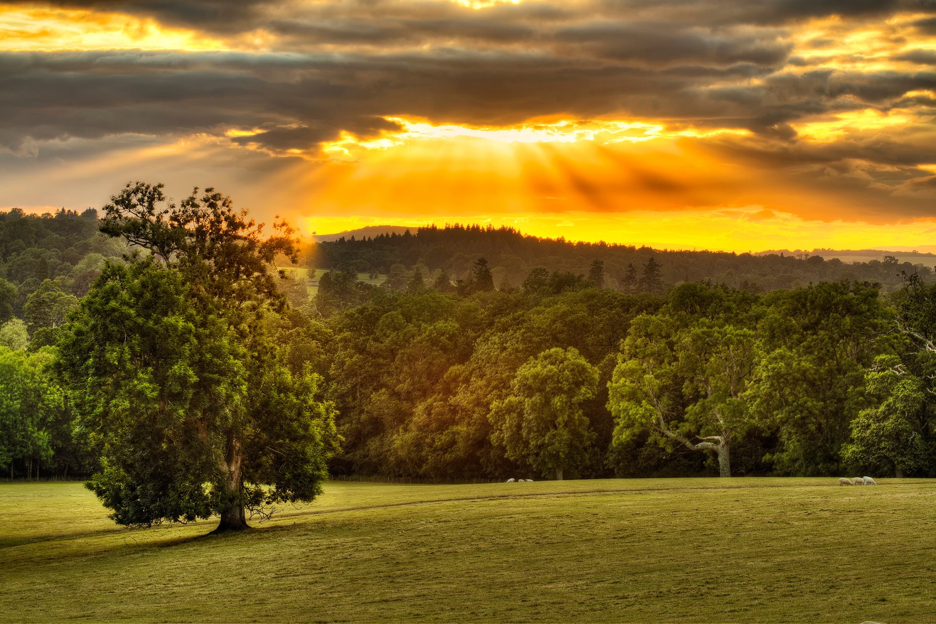 bäume himmel wolken sonnenstrahlen verarbeitung