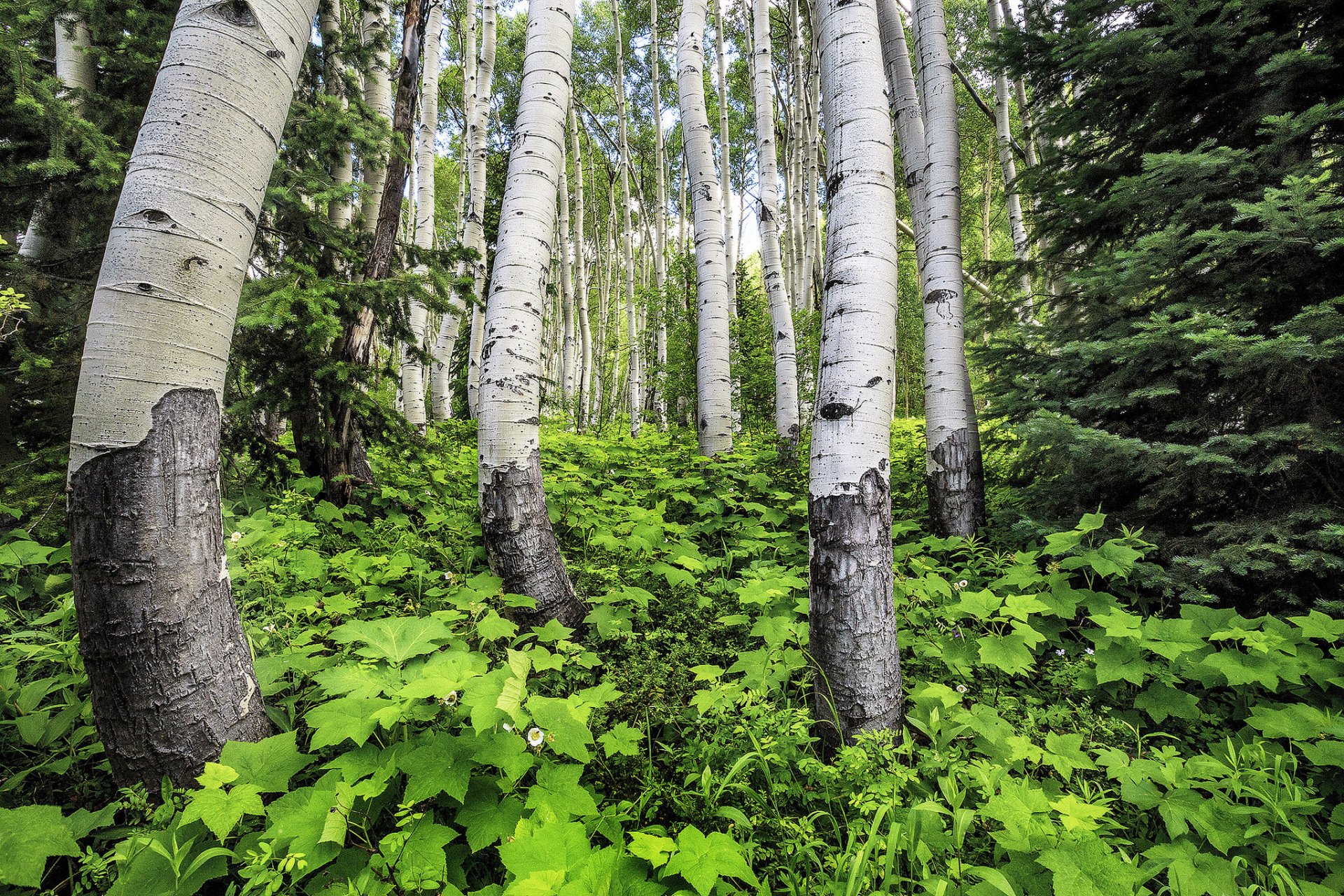 bosquet arbres tronc herbe tremble