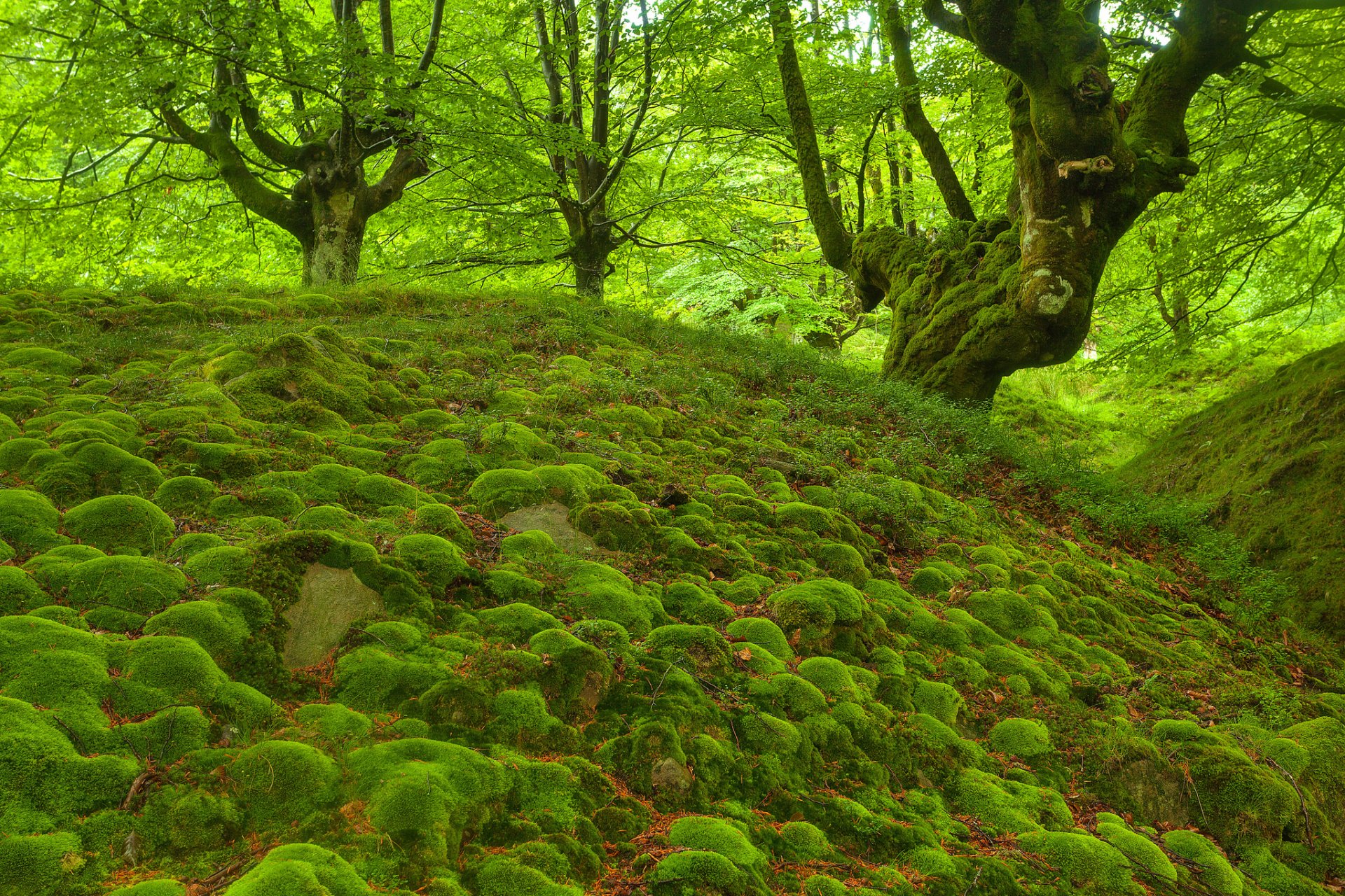 foresta alberi rocce muschio