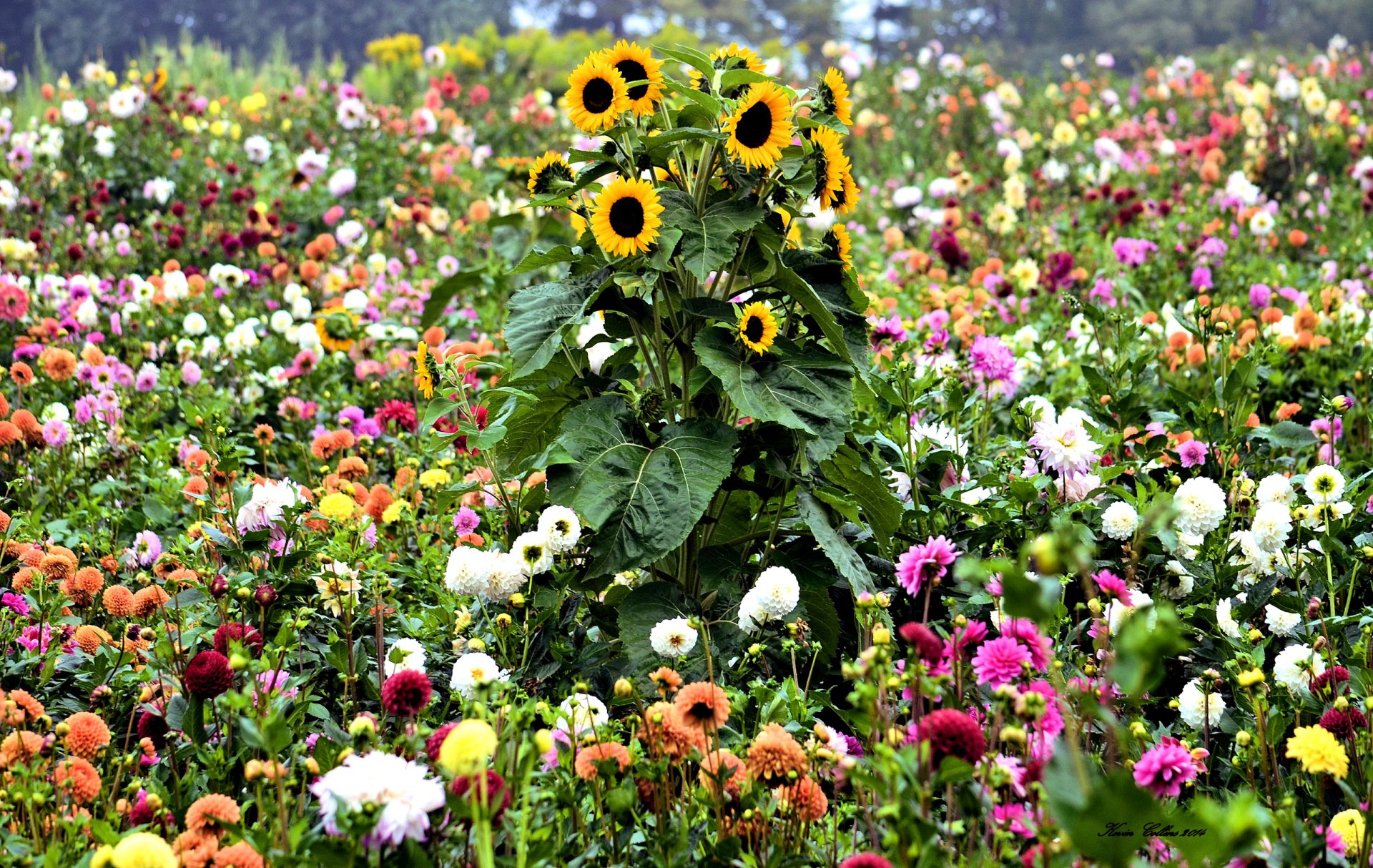 prado campo jardín flores girasol