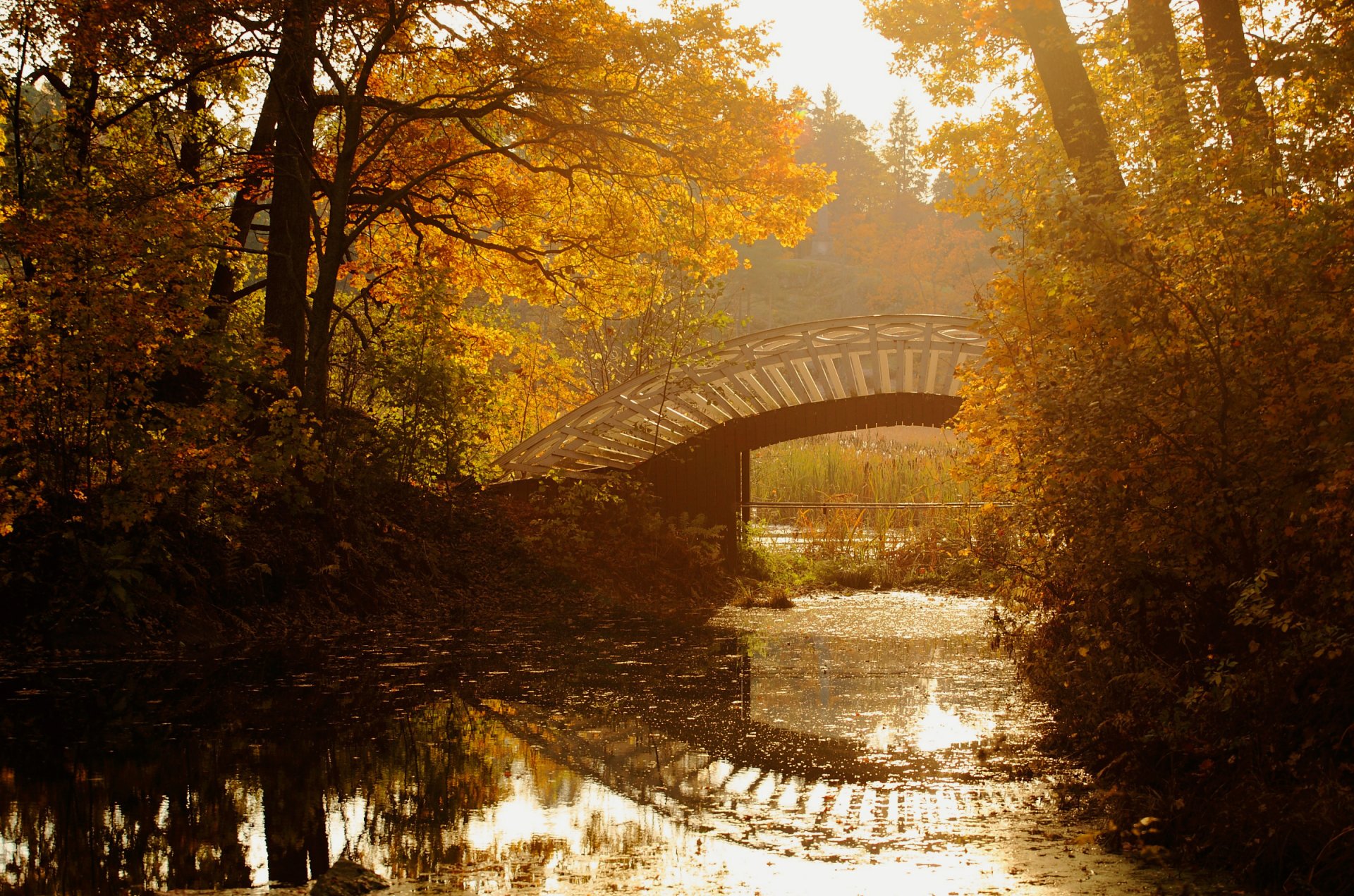 automne parc arbres feuilles jaune rivière pont roseaux eau réflexion