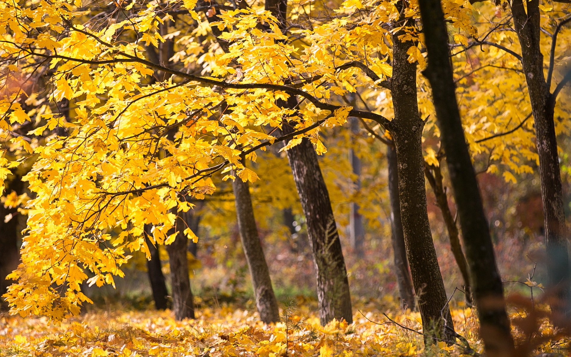 herbst bäume natur