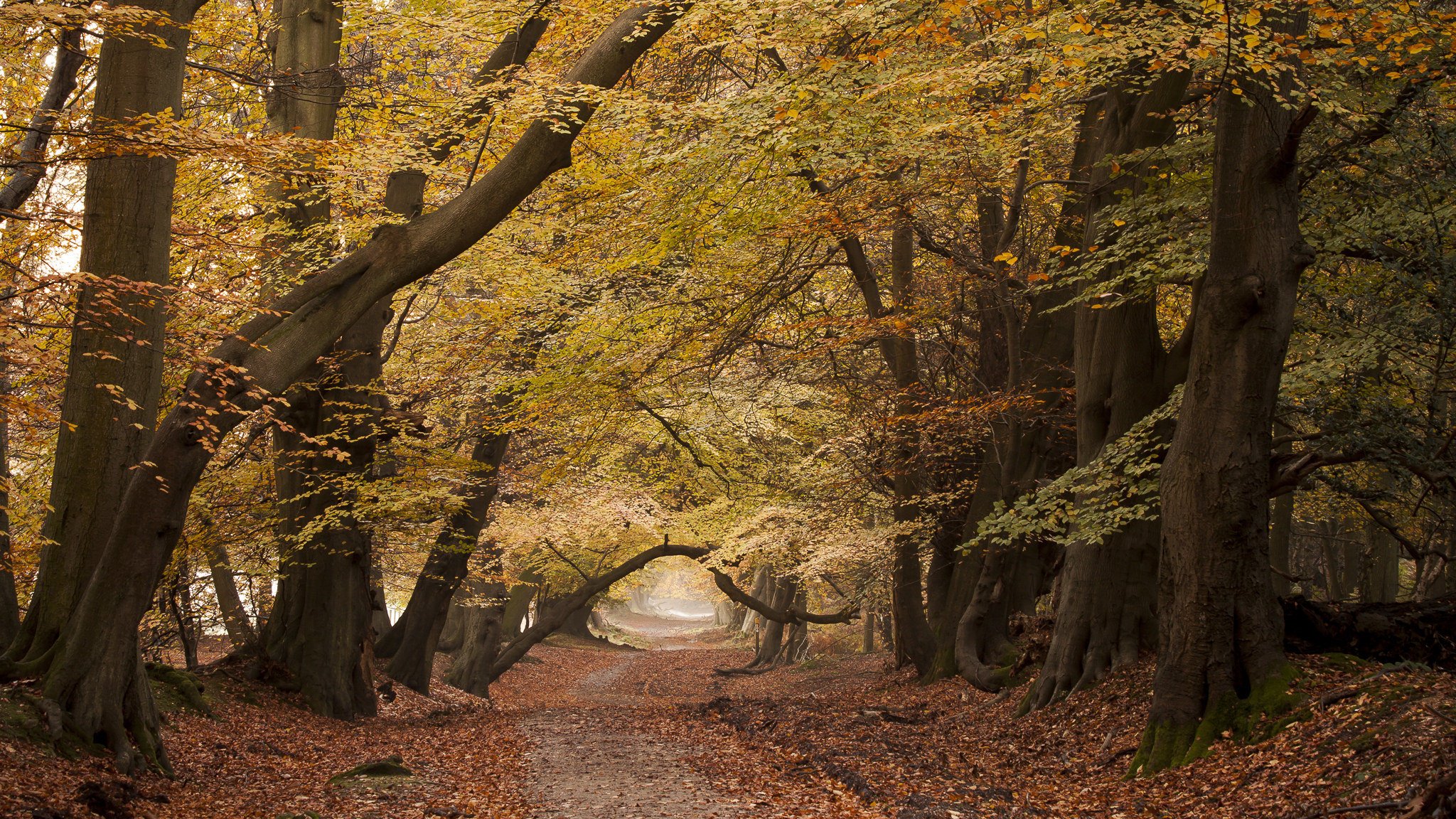 straße bäume natur