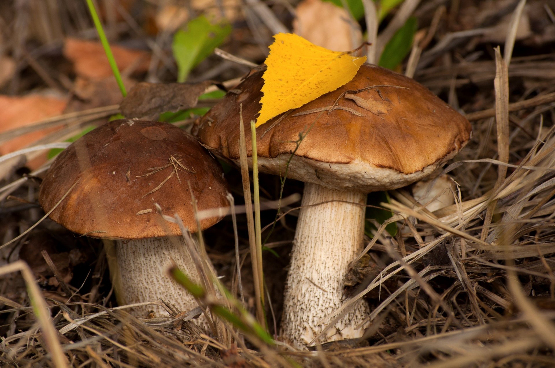 setas podberezovik pareja otoño