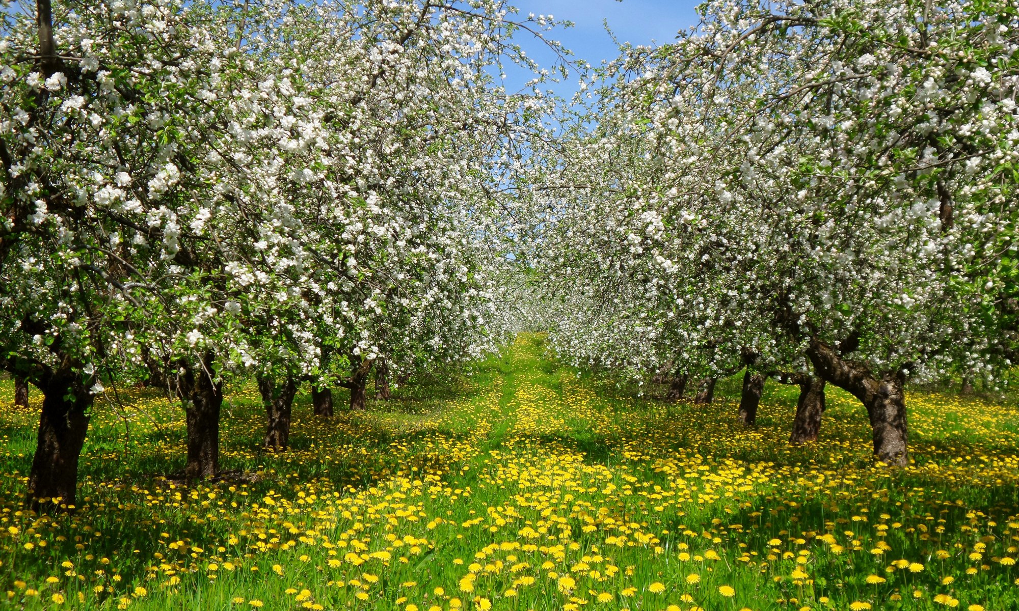 printemps jardin arbres fleurissent herbe fleurs pissenlits jaunes