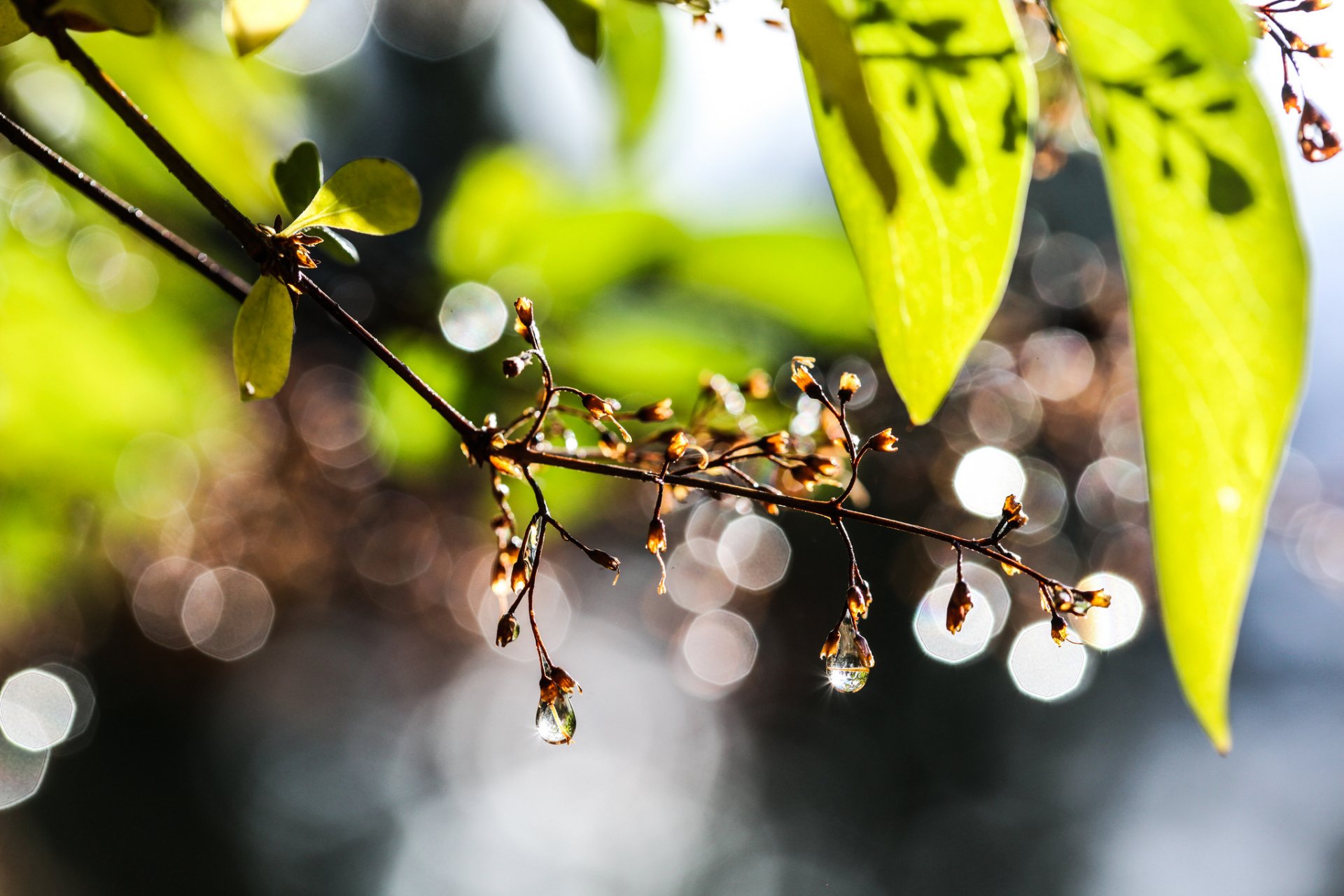 branch leaves drops reflection