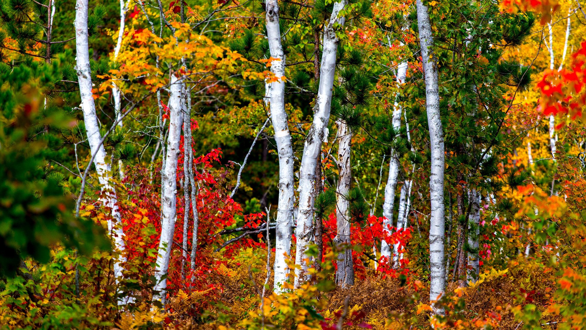 autunno foresta alberi