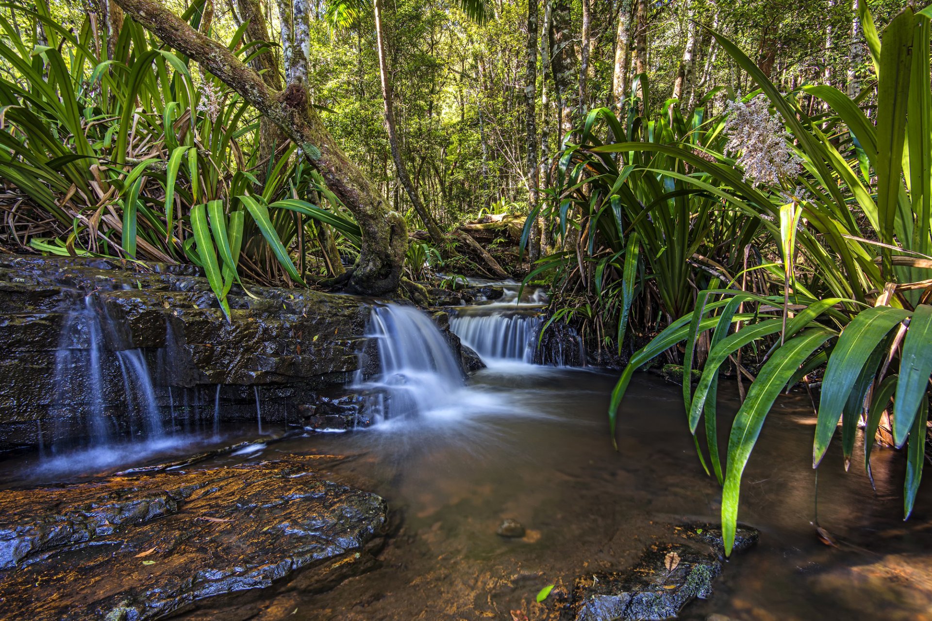 australia queensland foresta alberi foglie cascata