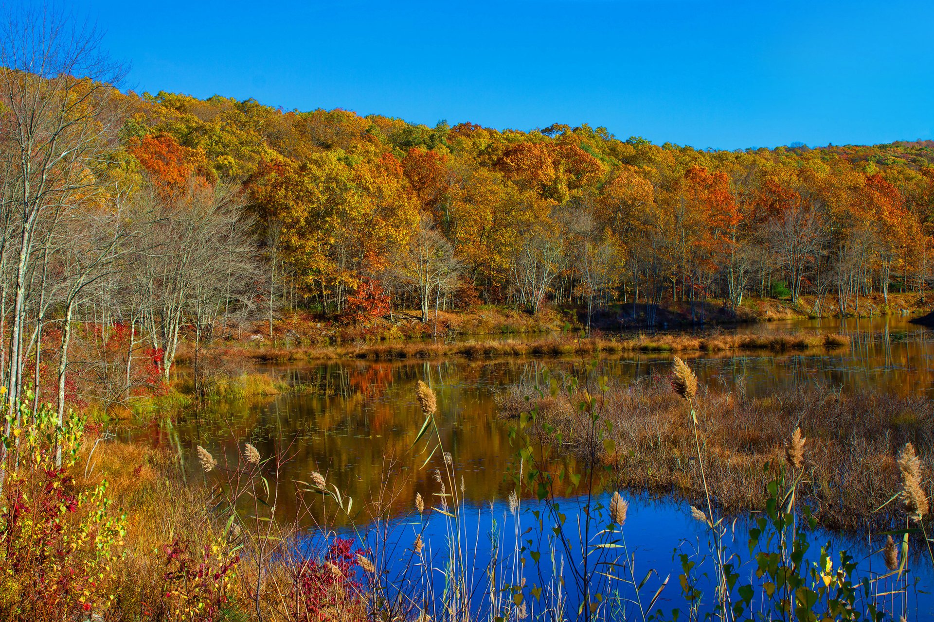 ciel forêt lac arbres automne