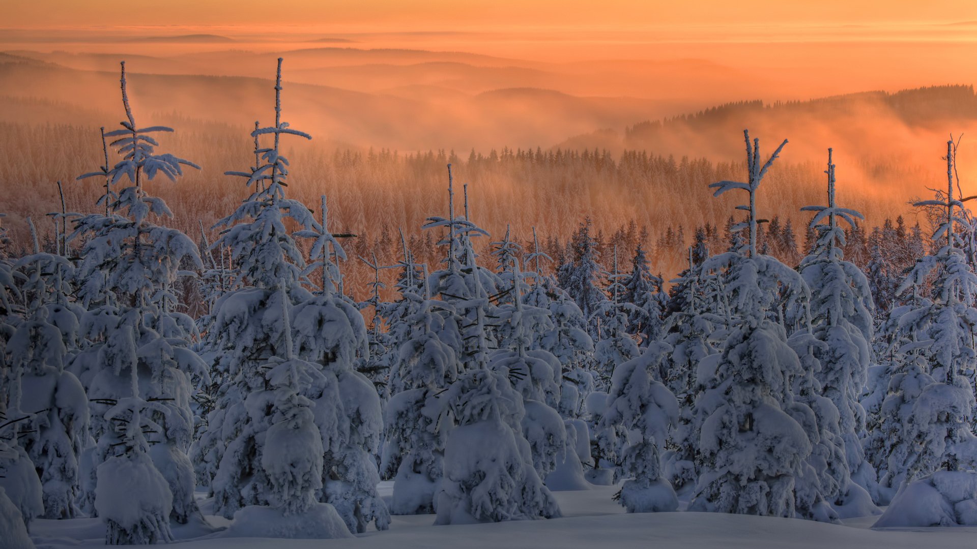 inverno neve alberi di natale nebbia cielo