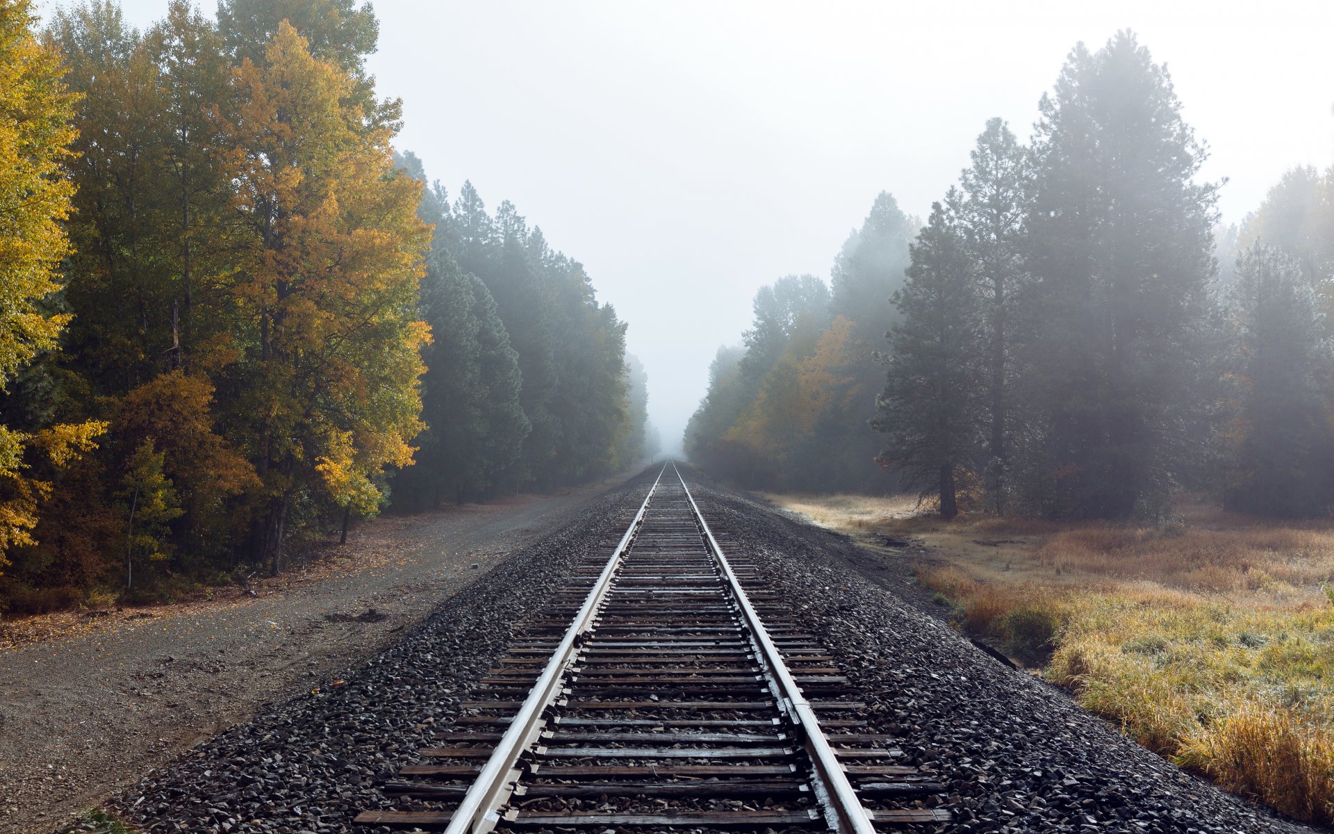 straße herbst nebel