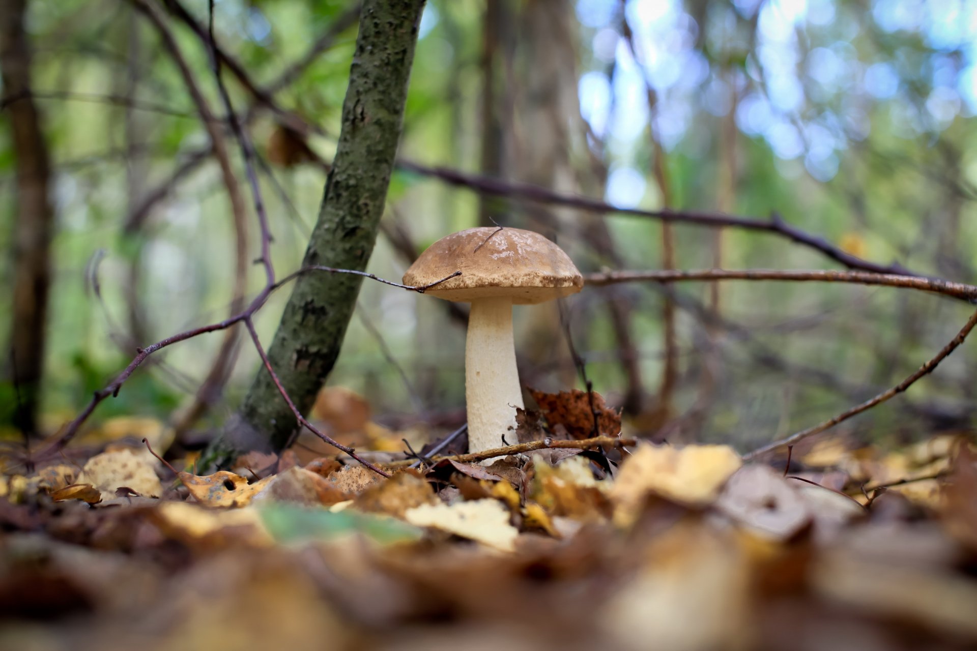 mushrooms forest autumn