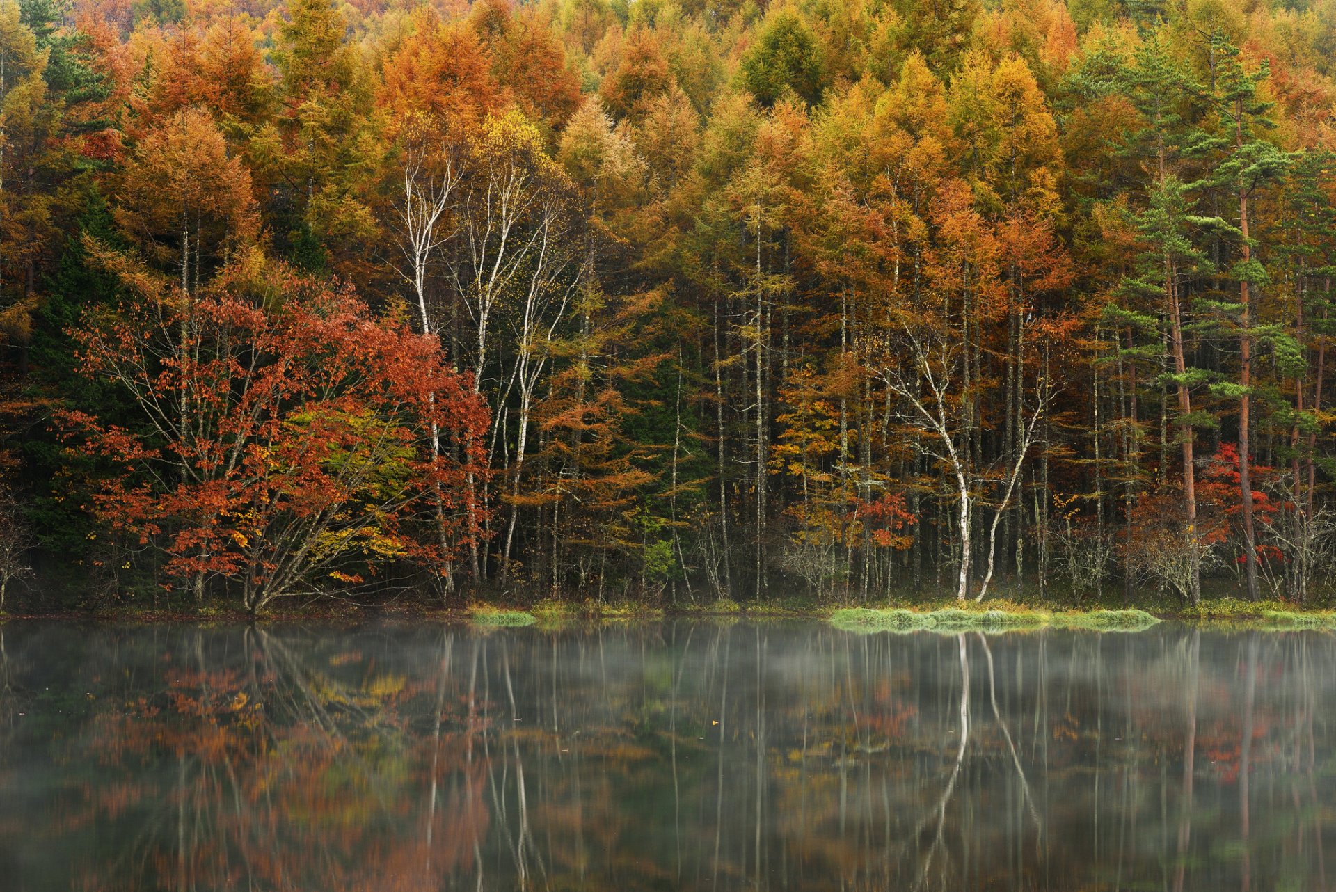 forêt arbres automne lac brouillard réflexion