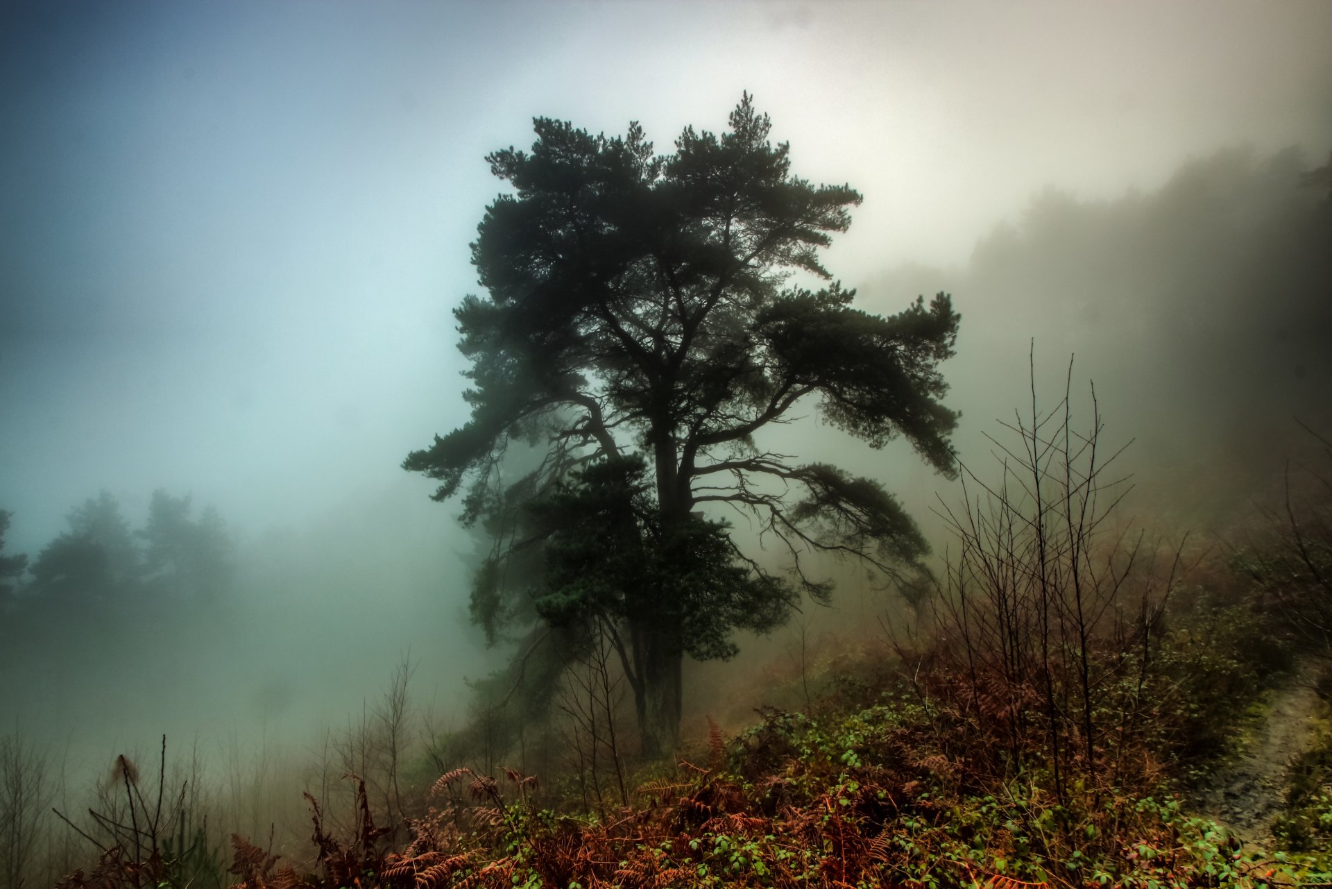 forest fog tree grass autumn