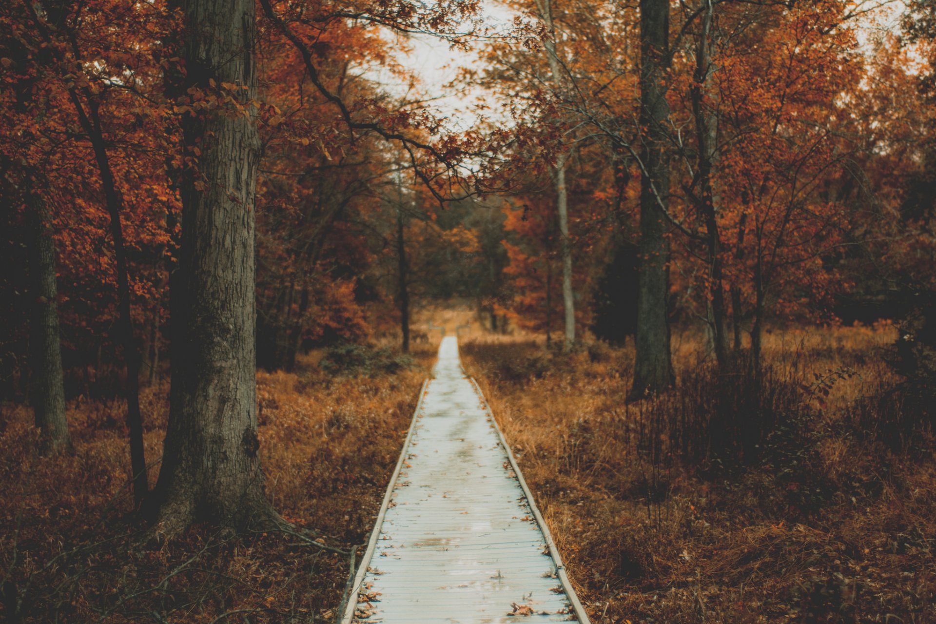 herbst park natur