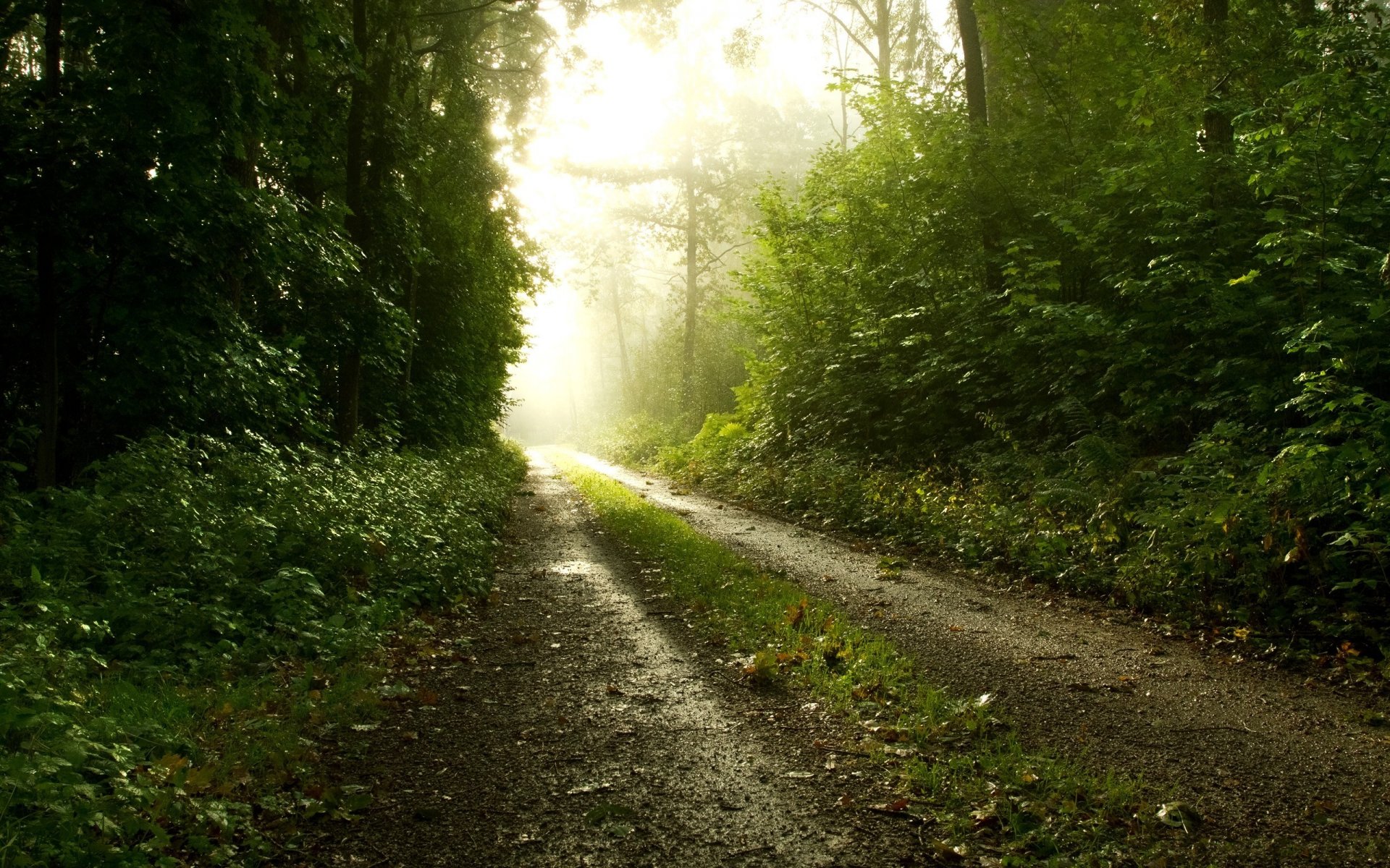 niebla carretera bosque naturaleza