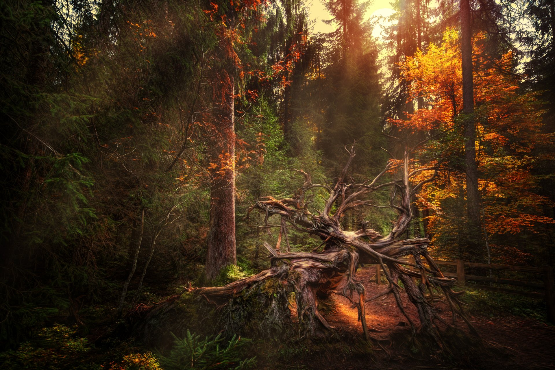 déplacé forêt automne bois flotté traitement