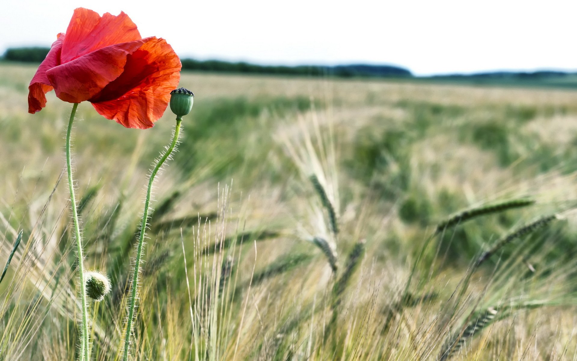 champ été coquelicot nature