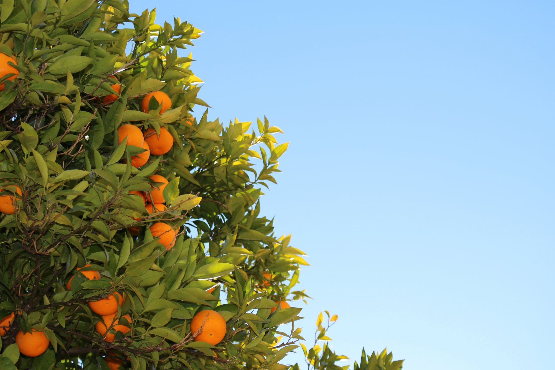 orange feuilles fruits arbre