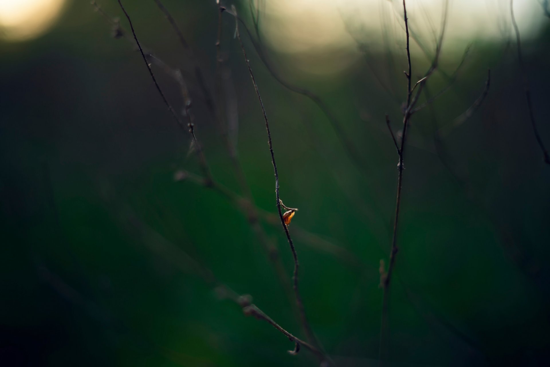 hoja ramas macro bokeh