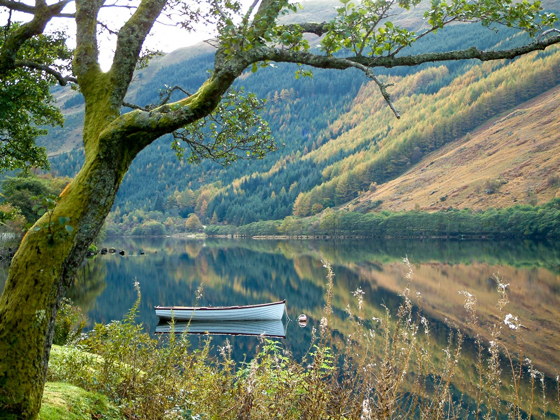 natura albero barca lago montagna foresta erba