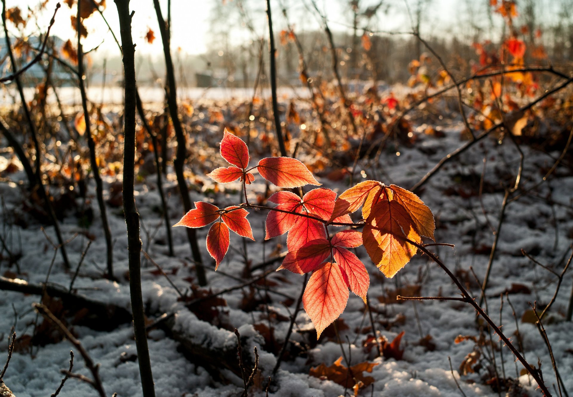 hojas nieve otoño rama cielo