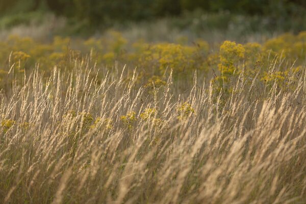 Champ d été avec de hautes herbes