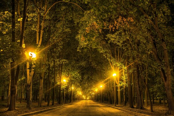 Nocna aleja w parku w świetle latarni
