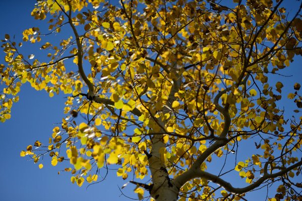 En automne, une belle chute de feuilles a commencé