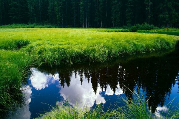 Fascinante lago en el bosque, sin amor y vacío