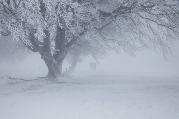 A lonely tree covered with snow