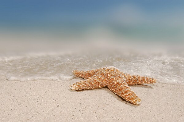 Estrella de mar en la playa