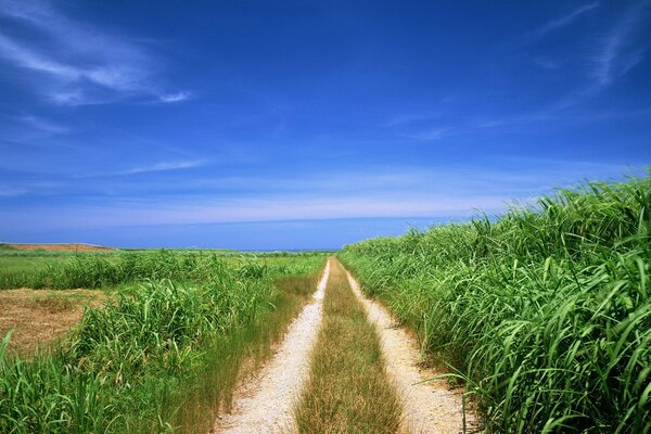 A path in a field in clear weather