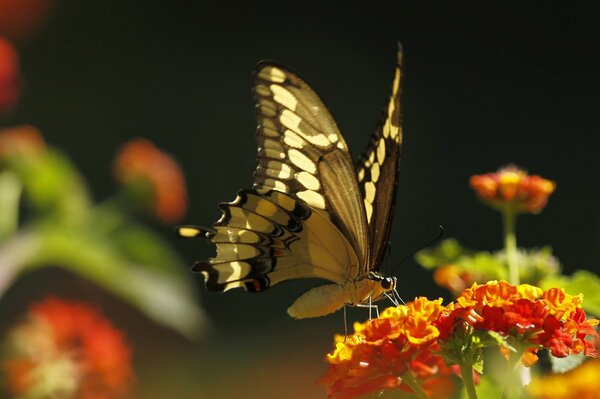 Gran foto de una mariposa en miniatura