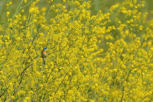 A small bird on yellow branches