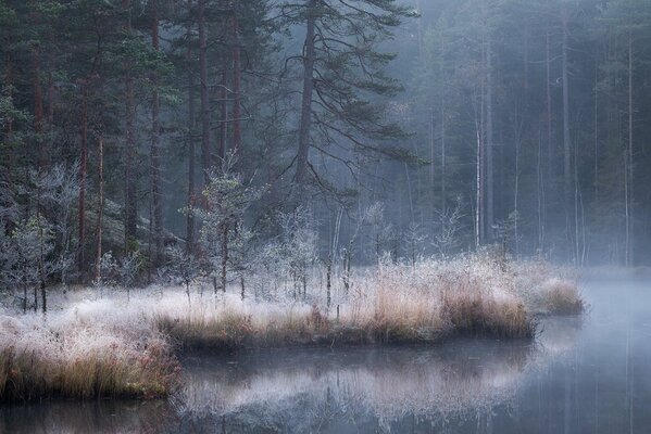 Autumn forest near the misty river