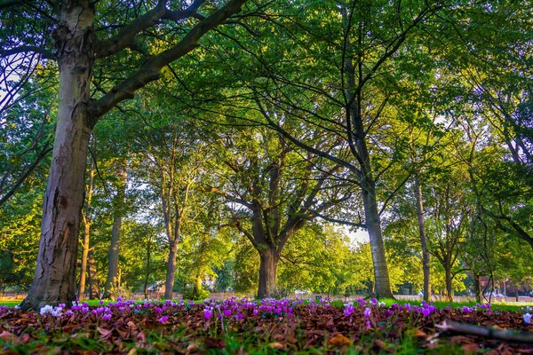 Conte de fées de la forêt avec de belles fleurs