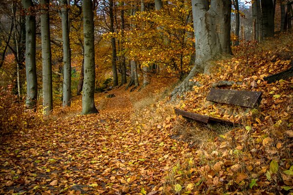 An abandoned bench in the autumn park