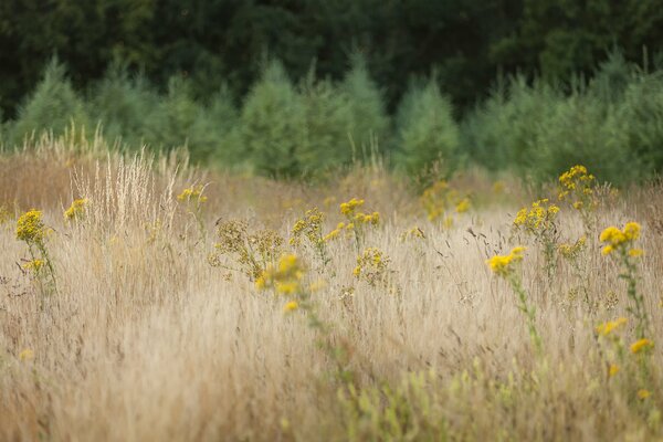 Fleurs jaunes dans l herbe