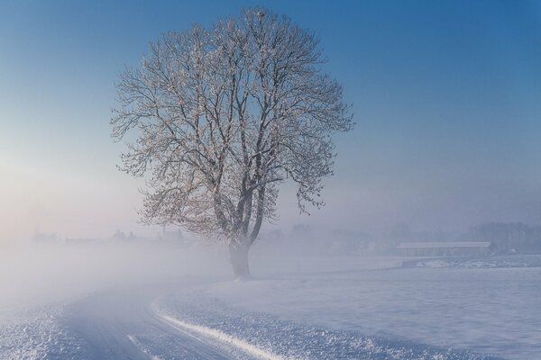 Einsamer Baum im Winter auf der Straße