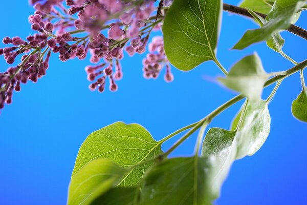 Ciel bleu vif. Feuilles et ciel