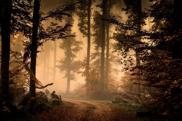 Foresta misteriosa avvolta nella nebbia