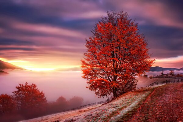 Otoño noche océano campo