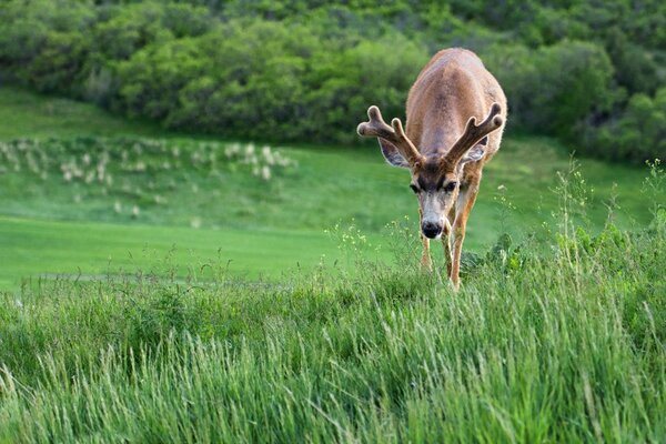 Secrets of nature. Young deer