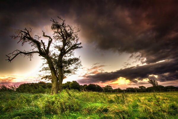 Un árbol solitario y un cielo sombrío